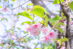 葉桜になった河津桜。