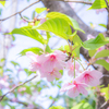 葉桜になった河津桜。