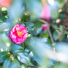 冬の花。