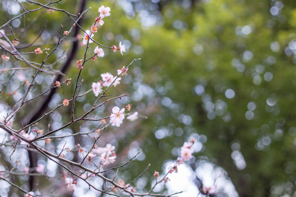 冬桜と緑。