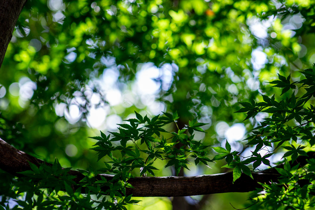 深呼吸する緑。