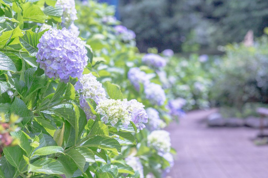 満開の青い紫陽花。