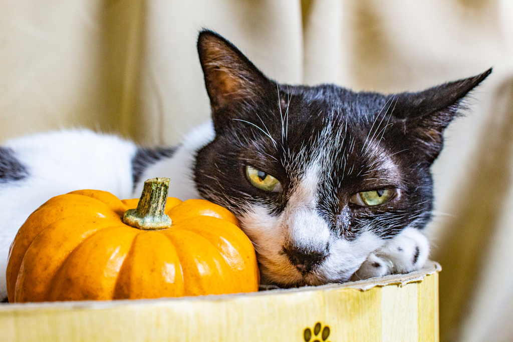 ハロウィンってなんにゃ。