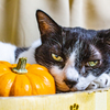 ハロウィンってなんにゃ。