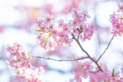 河津桜と春の空。