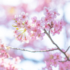 河津桜と春の空。