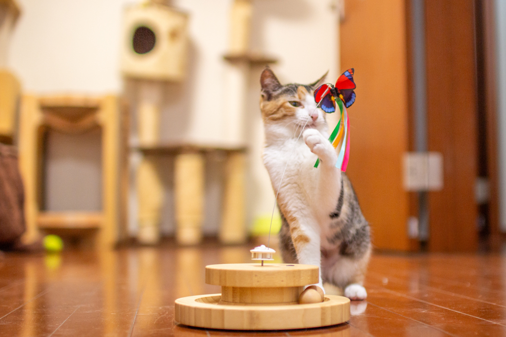 猫の遊び場。