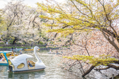 春のまぶしさに包まれて。