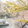 春のまぶしさに包まれて。