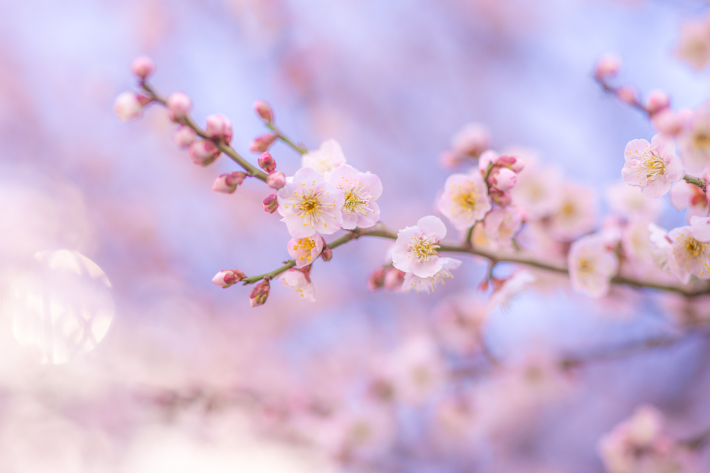 春のひとしずく。