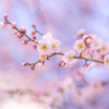 春のひとしずく。