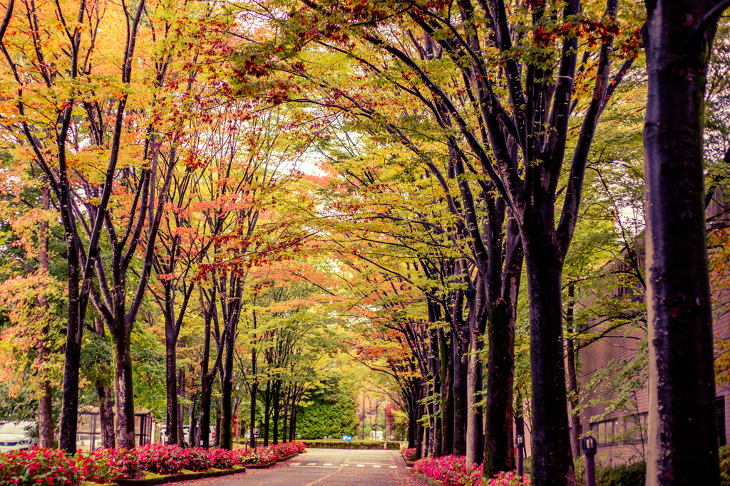 秋のアーチをくぐって。