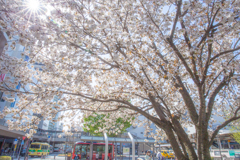 駅前の守り桜。