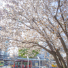 駅前の守り桜。