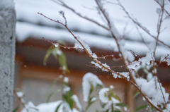 雪の日。