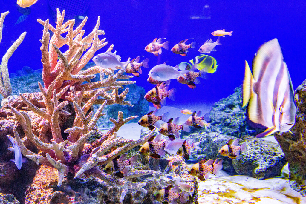 水族館のサンゴと魚たち。