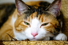 まぶたの向こう側。