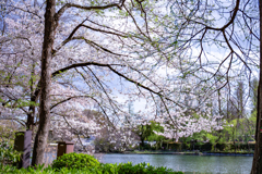桜越しの青空。