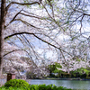 桜越しの青空。