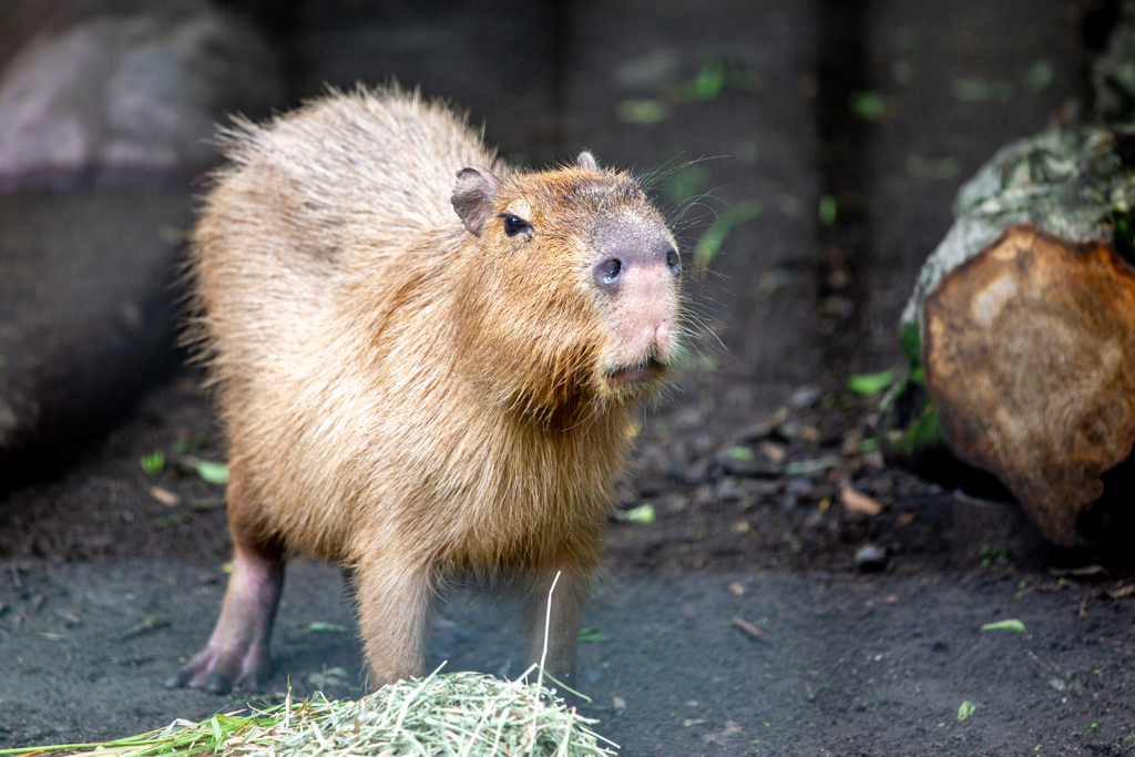 カピバラさんのごはんタイム。
