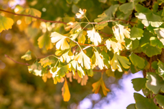 ひかり色のイチョウ。