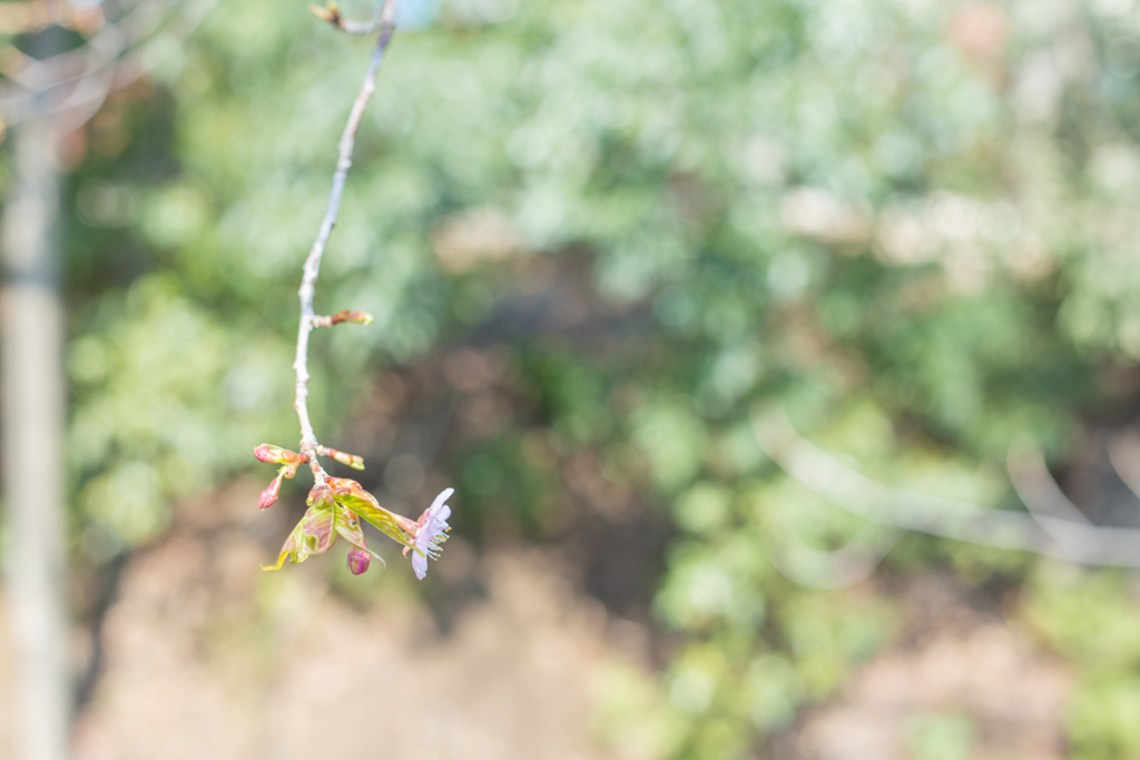 冬桜。