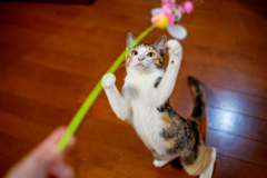 じゃらしファイター。