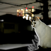 夜景りんこ。