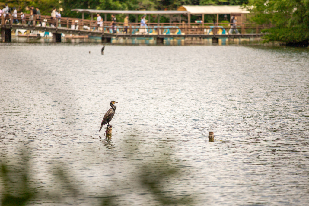 静けさの番人。