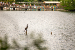 静けさの番人。