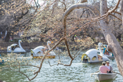 冬の池、光の予感。