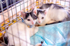 一緒に行こう。