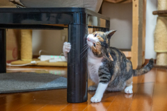 コタツの足 vs. こはるちゃん。