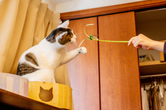 大人猫の遊び。