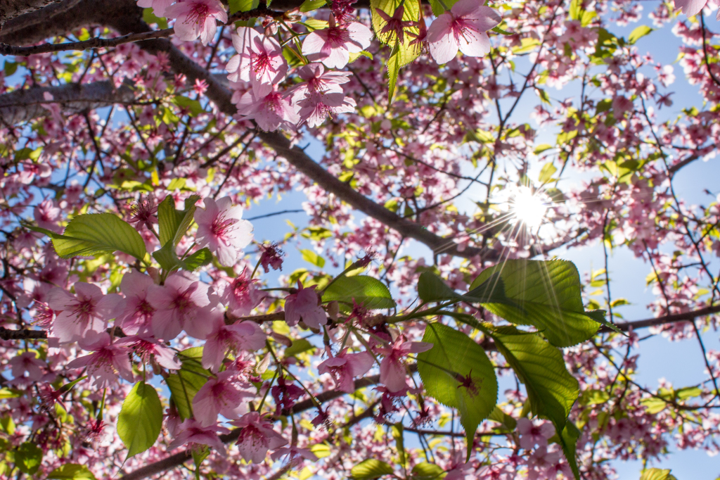 桜。