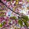 桜。