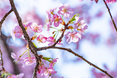 光に透ける河津桜。