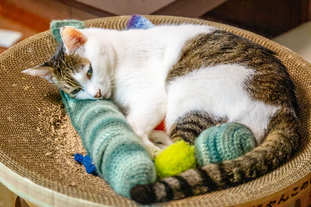 カラフル昼寝基地。