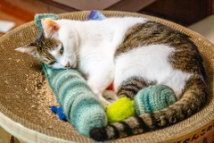 カラフル昼寝基地。