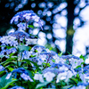 青い紫陽花のキラキラ玉ボケ。