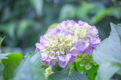 淡光のきらめき。