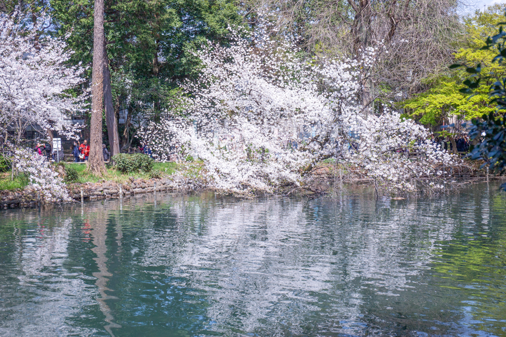 にじむ春の水面。