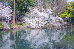 にじむ春の水面。