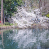 にじむ春の水面。