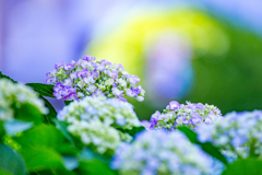 光にほどける季節。