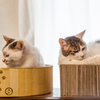 隣り合わせの仲良し猫。