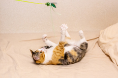 仰向け遊び。