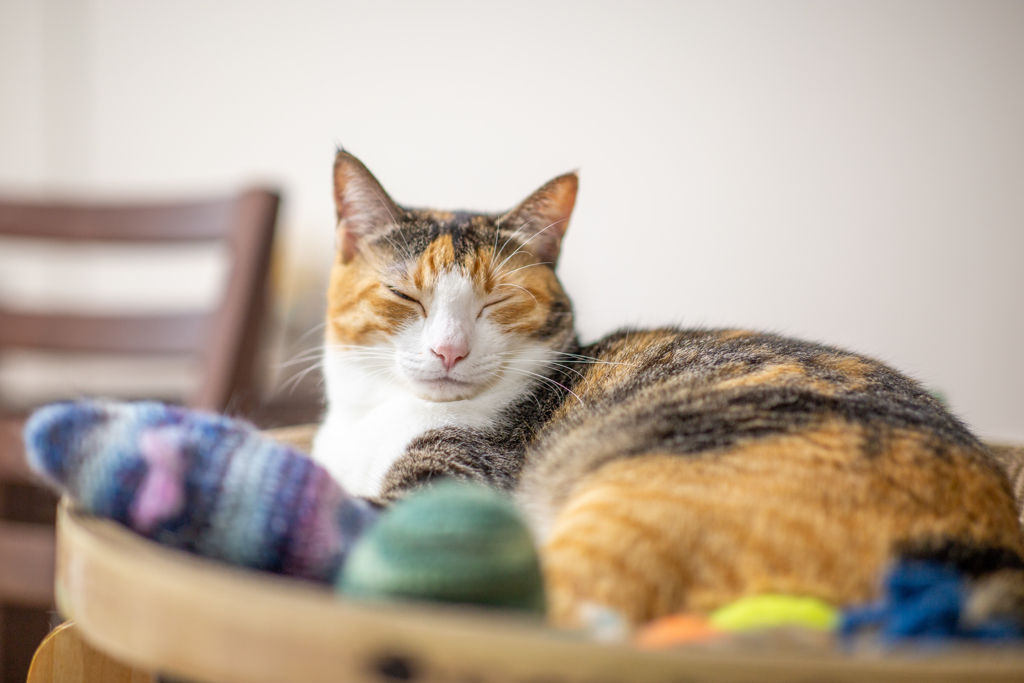 夢へのカウントダウン。