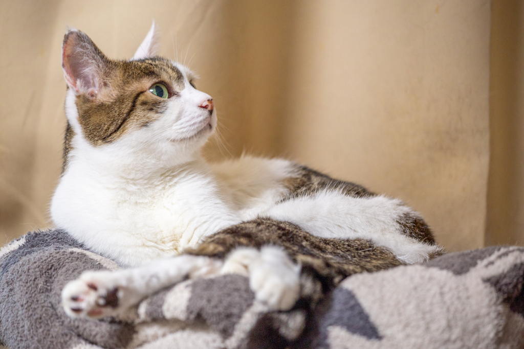 ふかふか独占宣言。