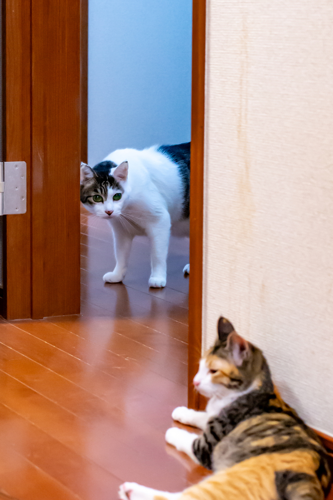 知らない猫ちゃんがいるにゃ…。